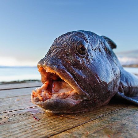 Vikran Vacation: Sea Fishing And Northern Lights Εξωτερικό φωτογραφία