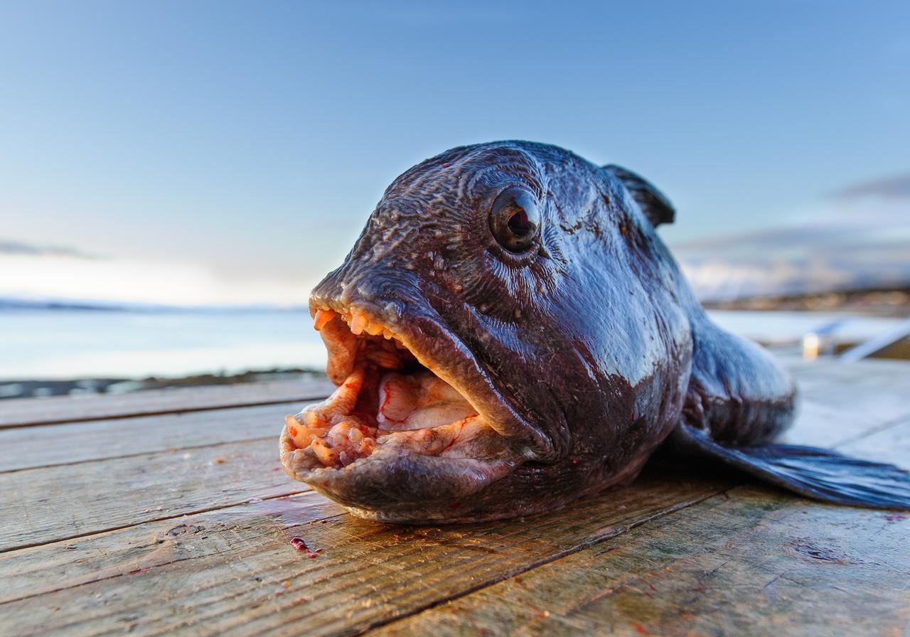 Vikran Vacation: Sea Fishing And Northern Lights Εξωτερικό φωτογραφία