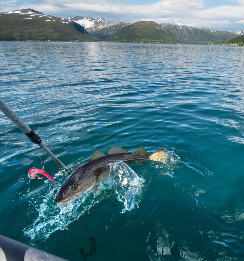 Vikran Vacation: Sea Fishing And Northern Lights Εξωτερικό φωτογραφία