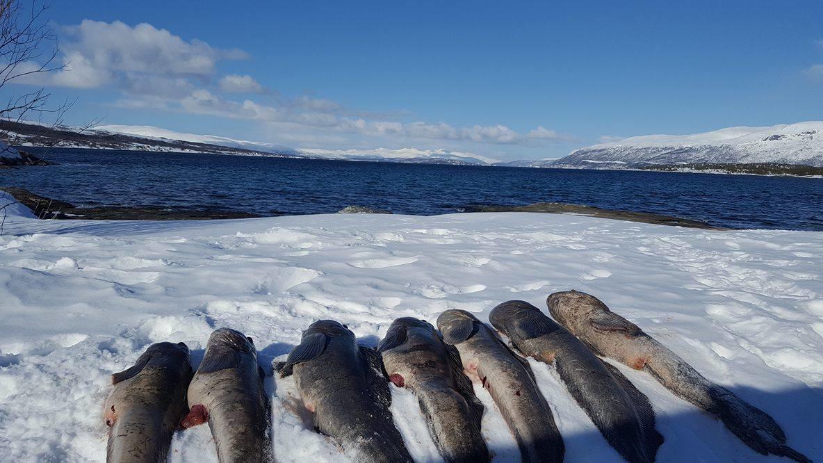 Vikran Vacation: Sea Fishing And Northern Lights Εξωτερικό φωτογραφία